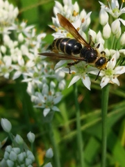 Scoliidae