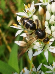 Scoliidae