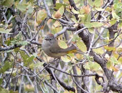 Leiothlypis crissalis
