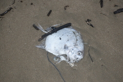 Ephippidae
