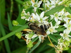 Scoliidae
