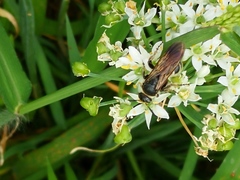 Scoliidae