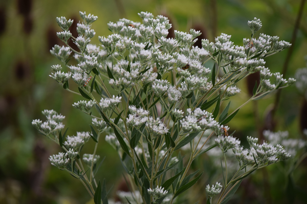 tall boneset