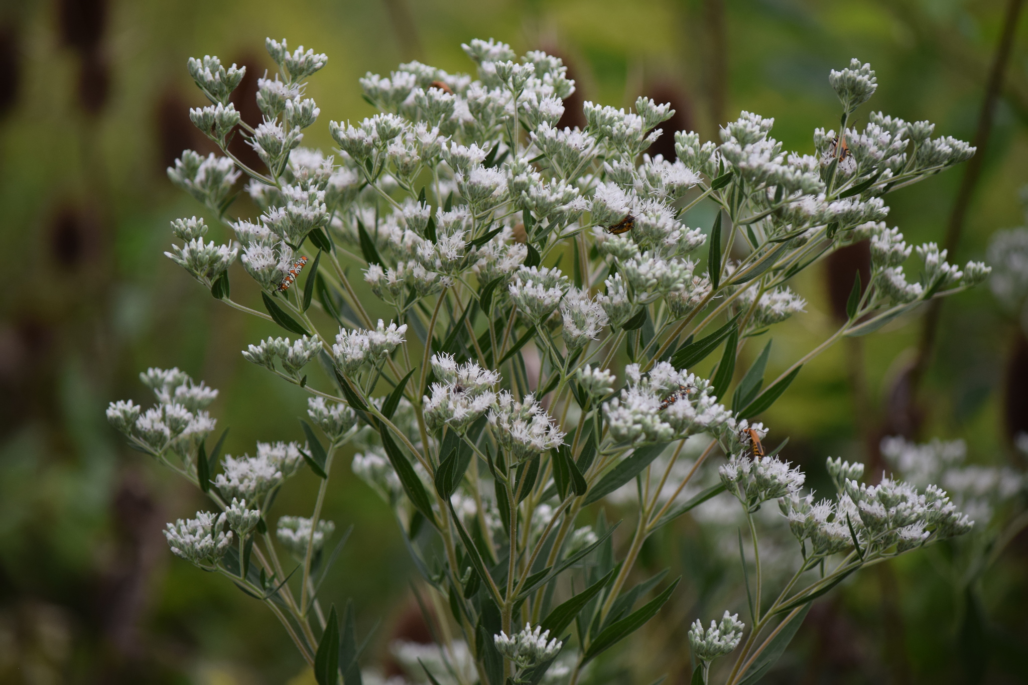 Eupatorium altissimum