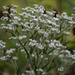 Tall Boneset - Photo (c) James J. Bond, some rights reserved (CC BY-NC), uploaded by James J. Bond