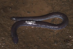 Dermophis mexicanus