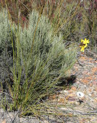 Bobartia macrospatha macrospatha