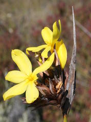 Bobartia macrospatha macrospatha