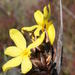 大葉燈草鳶尾 - Photo 由 Gerhard Malan 所上傳的 (c) Gerhard Malan，保留部份權利CC BY-NC