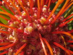 Leucospermum erubescens