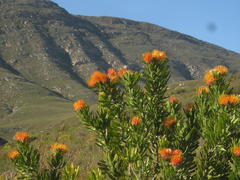 Leucospermum erubescens