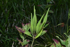 Asclepias