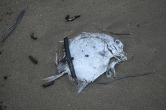 Ephippidae