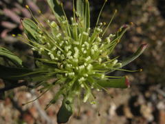 Leucospermum saxatile