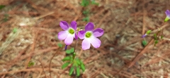 Oxalis hernandesii