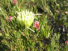 Leucospermum saxatile