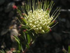 Leucospermum saxatile