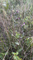 Symphyotrichum sericeum