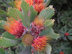 Leucospermum mundii