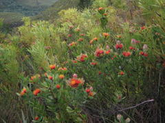 Leucospermum mundii