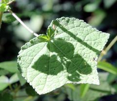 Pavonia columella