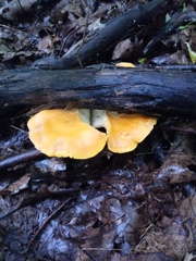 Cantharellus phasmatis