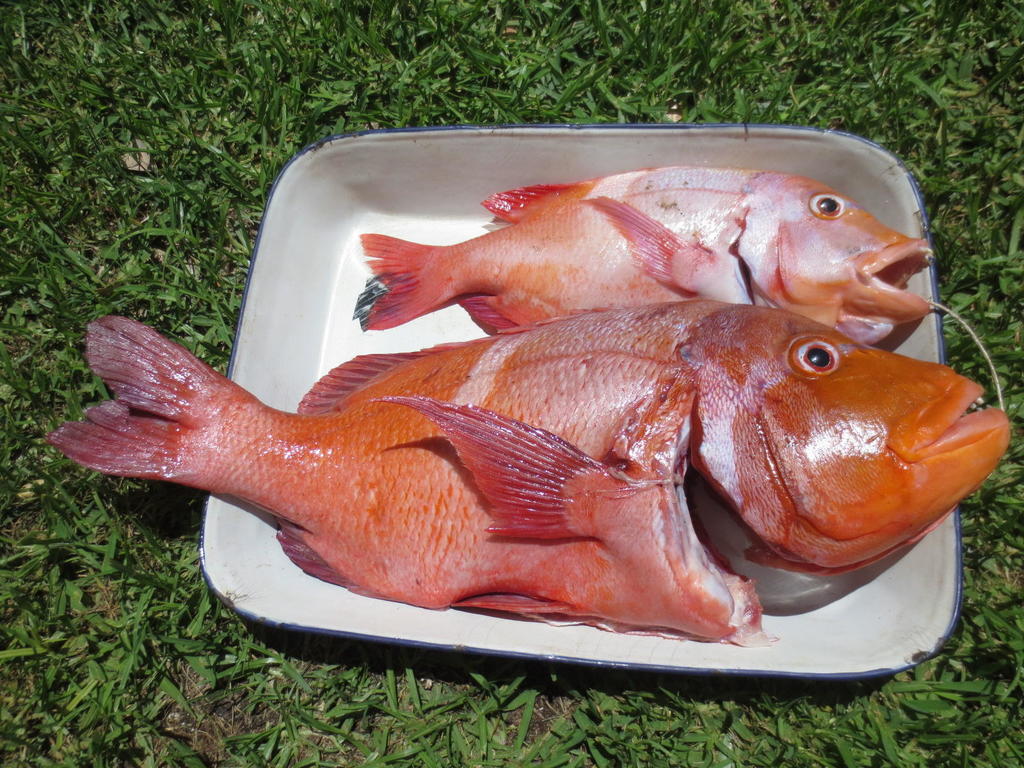 Roman seabream (Chrysoblephus laticeps) — Sparidae