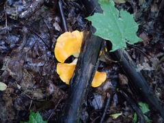 Cantharellus phasmatis