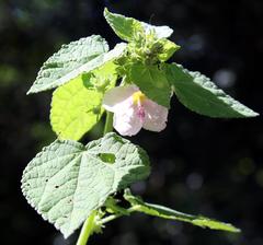 Pavonia columella