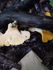 Cantharellus phasmatis