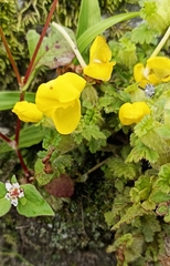 Pedicularis hoffmeisteri