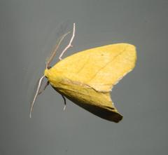 Drepanogynis cambogiaria