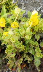 Pedicularis hoffmeisteri