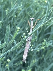 Stagmomantis carolina