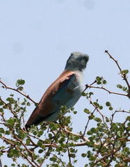 Coracias garrulus garrulus