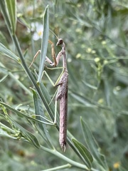 Stagmomantis carolina