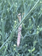 Stagmomantis carolina