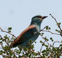 Coracias garrulus garrulus