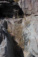 Antherothamnus pearsonii