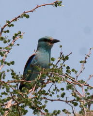 Coracias garrulus garrulus