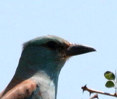 Coracias garrulus garrulus