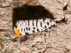 Tarache idella