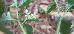 Solanum nigrescens