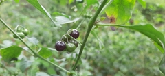 Solanum nigrescens