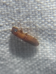 Euplatypus compositus