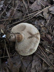 Tylopilus intermedius