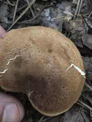 Tylopilus intermedius