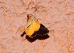 Heterusia