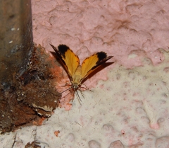 Heterusia