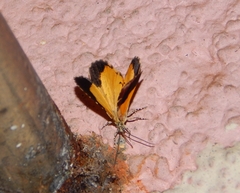 Heterusia